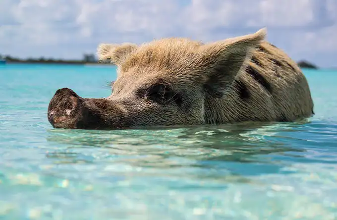 The Famous Exuma Swimming Pigs