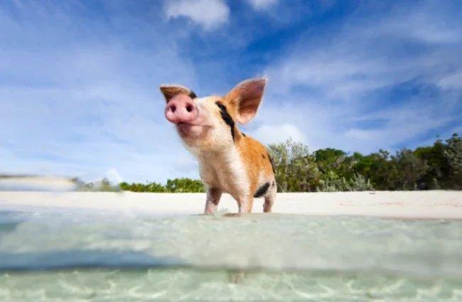 feed-swimming-pigs Feed the Swimming Pigs