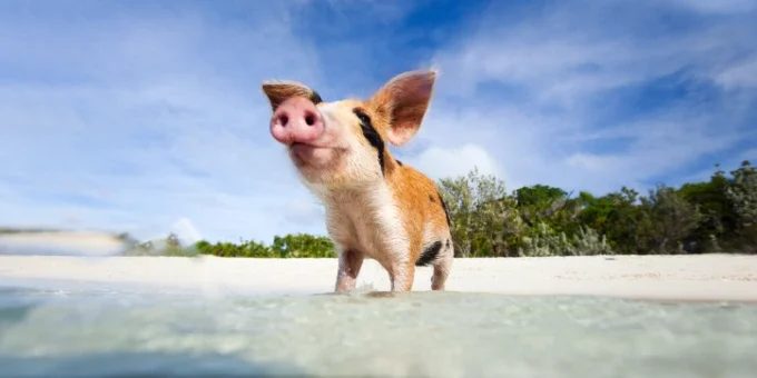 feed-swimming-pigs Feed the Swimming Pigs