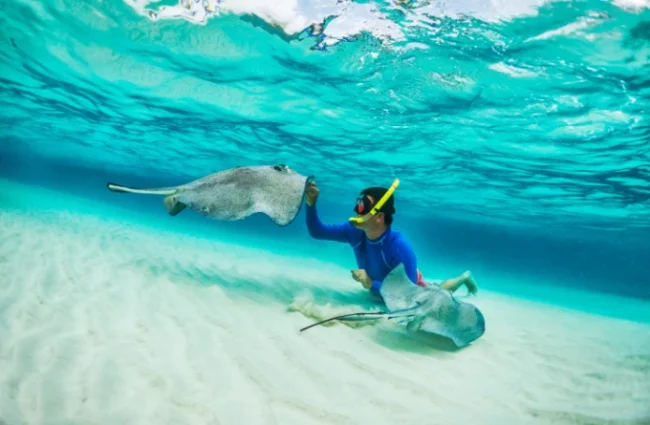 Pet a Stingray and See the Stars