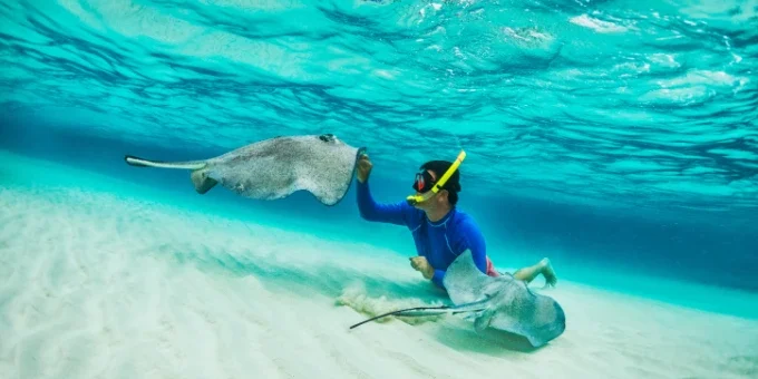 pet-stingray-and-see-the-stars Pet a Stingray and See the Stars