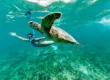 Swim with the Turtles in Elizabeth Harbour