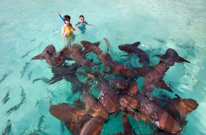 Swimming with Sharks