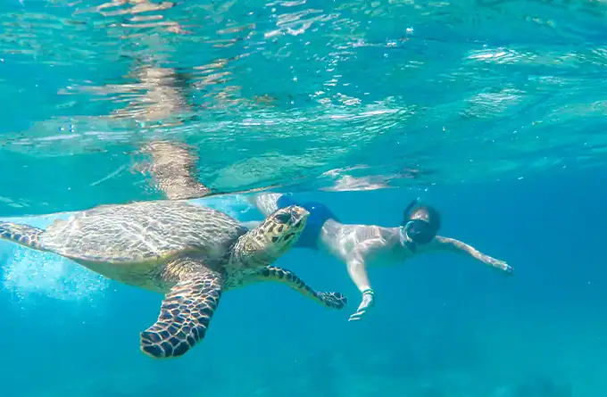 Swimming with Turtles